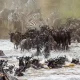 Wildebeest Migration Safaris 2024 - 2025