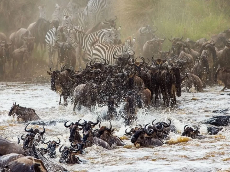 Wildebeest Migration Safaris 2024 - 2025
