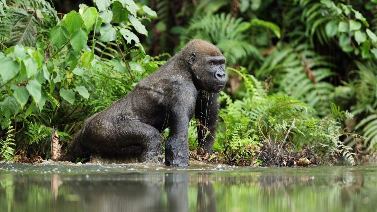 9 Day Gabon Gorilla Safari