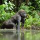 9 Day Gabon Gorilla Safari