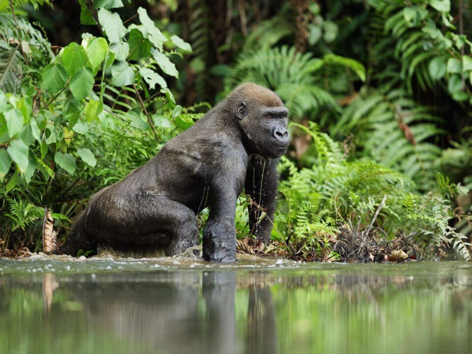 9 Day Gabon Gorilla Safari