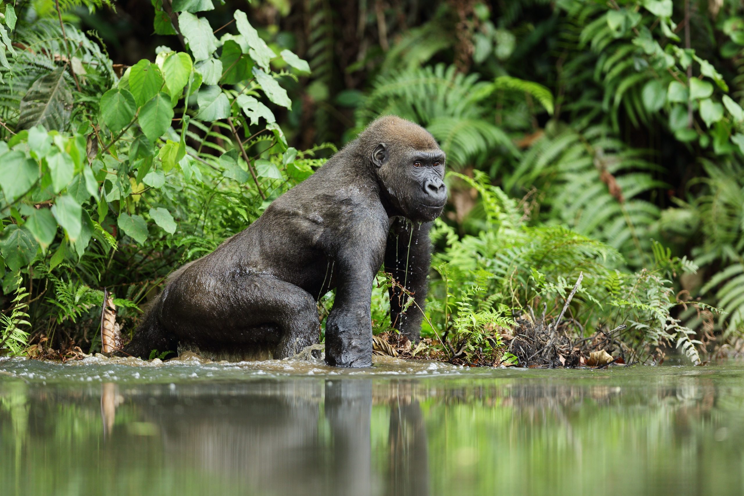 9 Day Gabon Gorilla Safari
