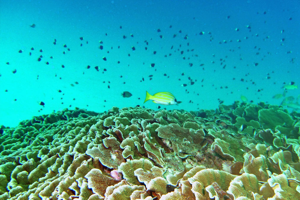 Best places to see Coral Reefs in Zanzibar