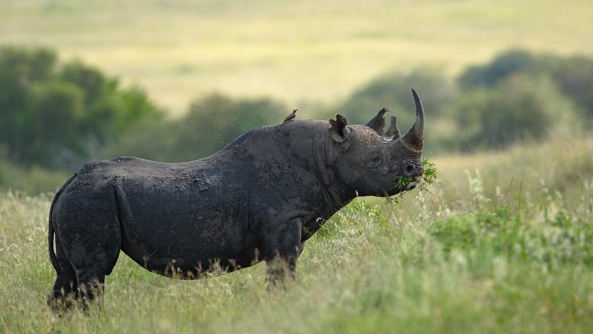 Best places to see Rhinos in Kenya