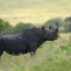 Best places to see Rhinos in Kenya