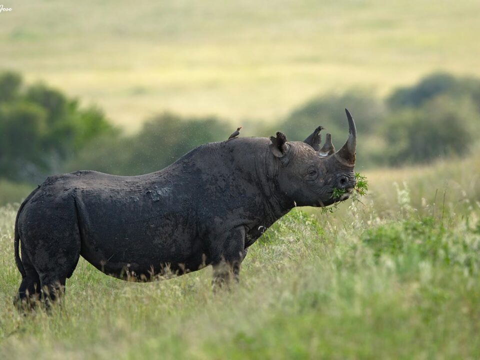 Best places to see Rhinos in Kenya