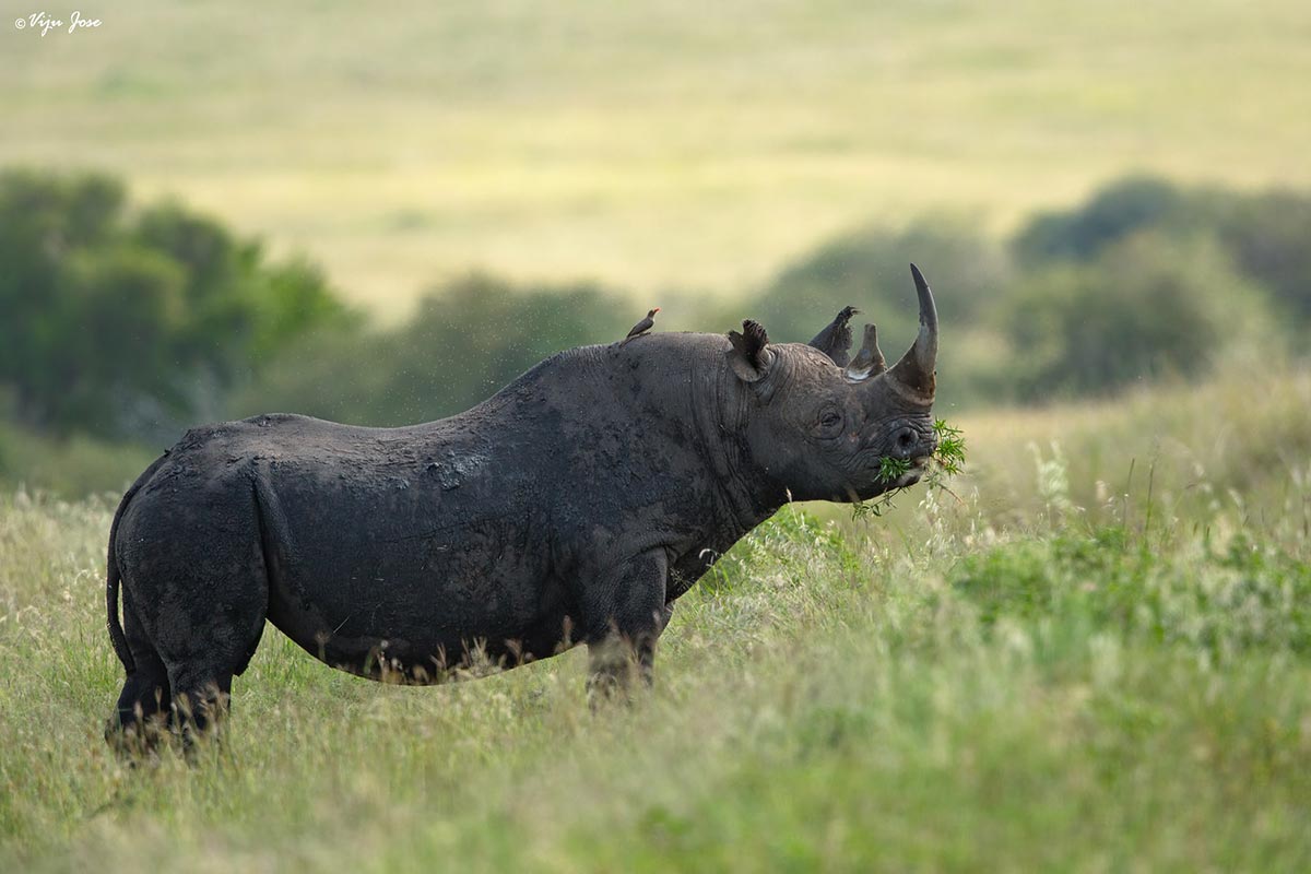 Best places to see Rhinos in Kenya