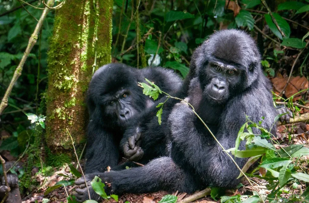 Combining safari in Tanzania with Gorilla Trekking in Rwanda