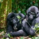 Combining safari in Tanzania with Gorilla Trekking in Rwanda