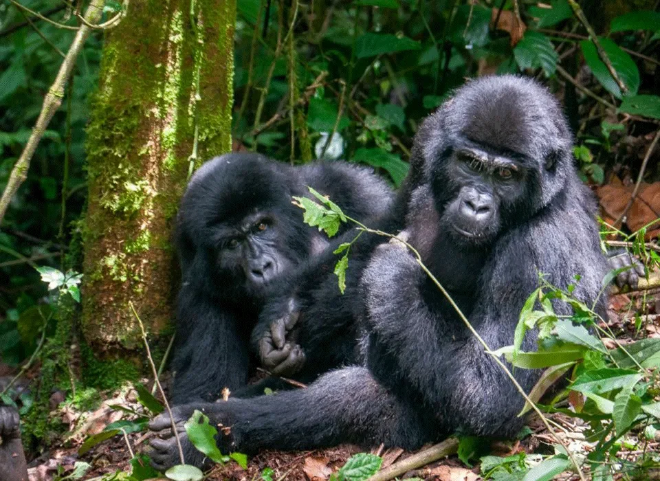 Combining safari in Tanzania with Gorilla Trekking in Rwanda