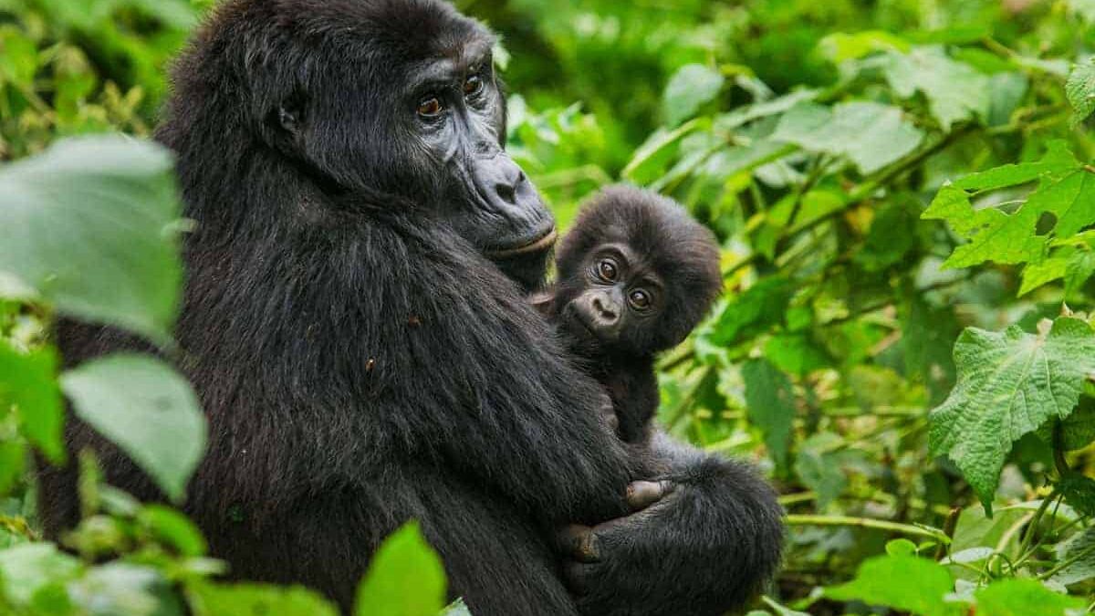 Gorilla Trekking with kids