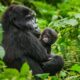 Gorilla Trekking with kids