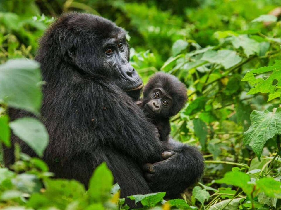 Gorilla Trekking with kids