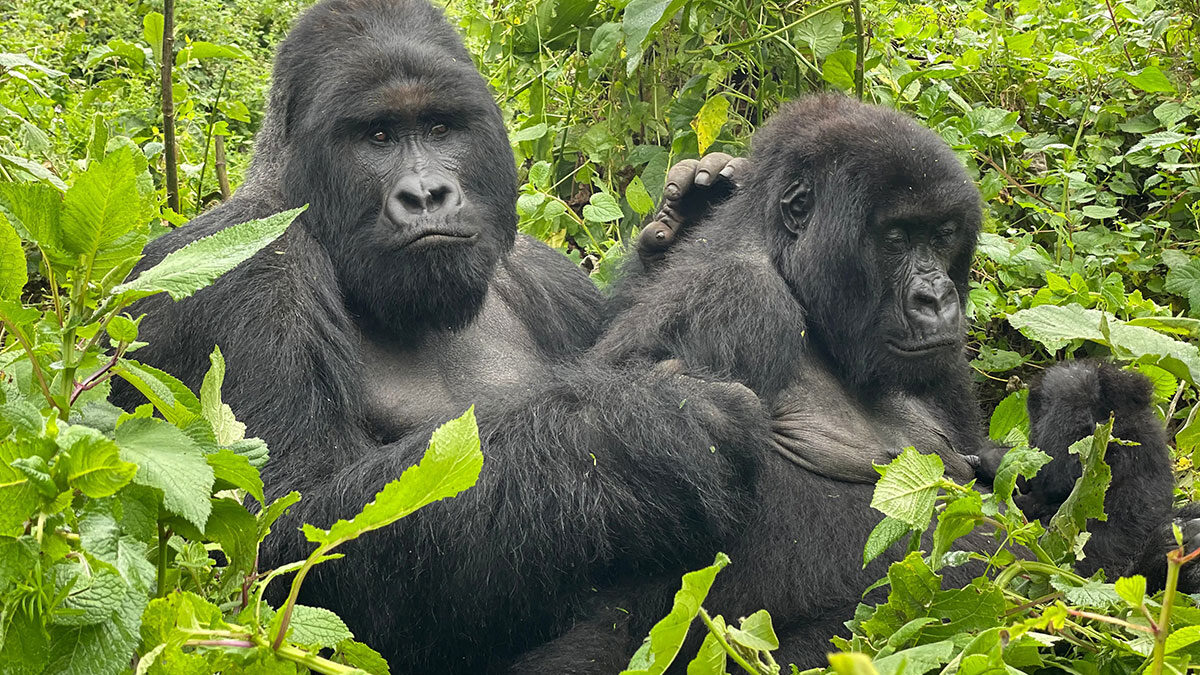 Gorilla trekking in Congo Compared to Uganda and Rwanda,