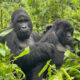 Gorilla trekking in Congo Compared to Uganda and Rwanda,