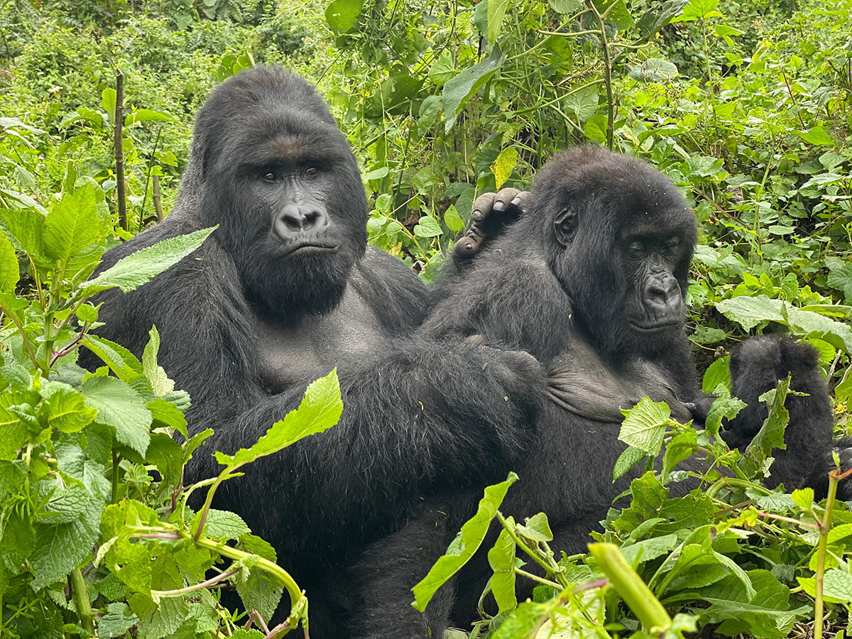 Gorilla trekking in Congo Compared to Uganda and Rwanda - 13-Day DR Congo Adventure Safari - Celebrate Christmas in Rwanda - Gorilla Trekking Discounts in Uganda Rwanda & DR Congo