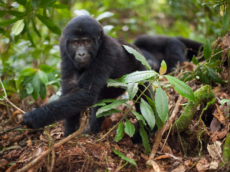 How Many Miles do you Walk to see the Gorillas