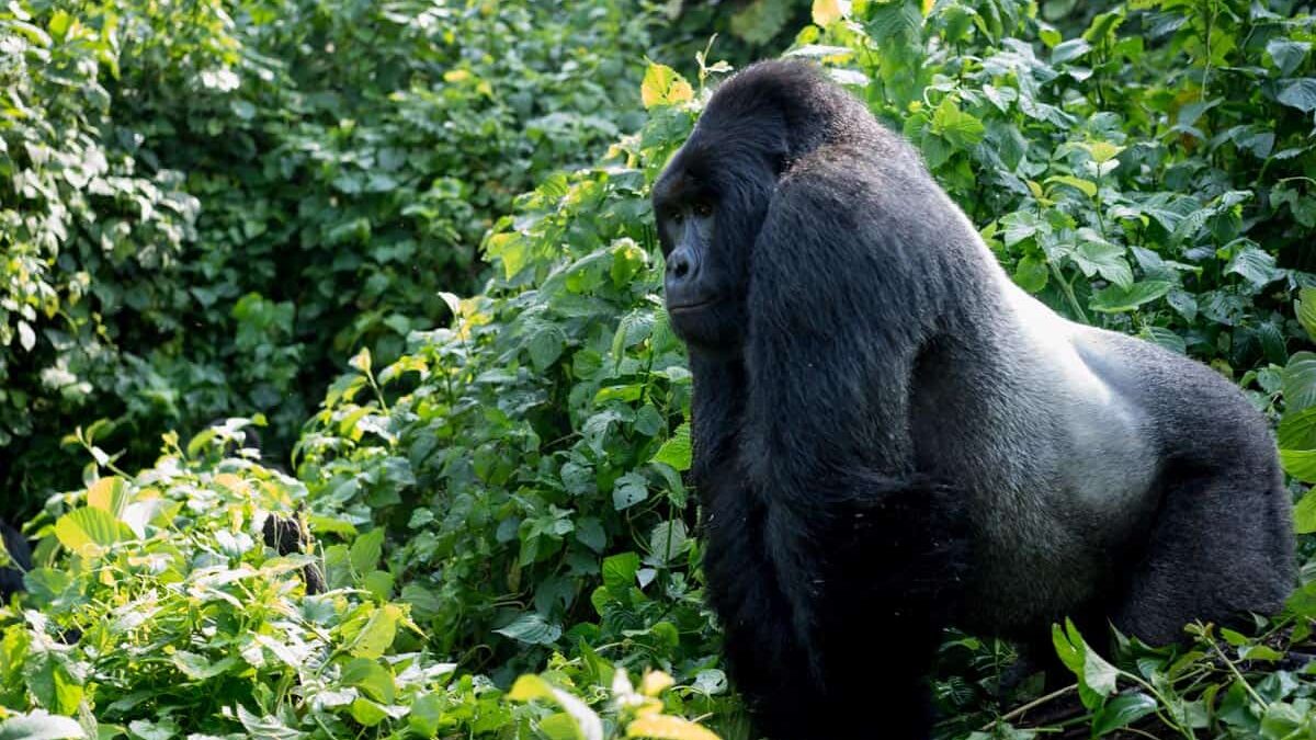 How to See Gorillas in Congo?