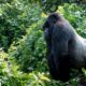 How to See Gorillas in Congo?