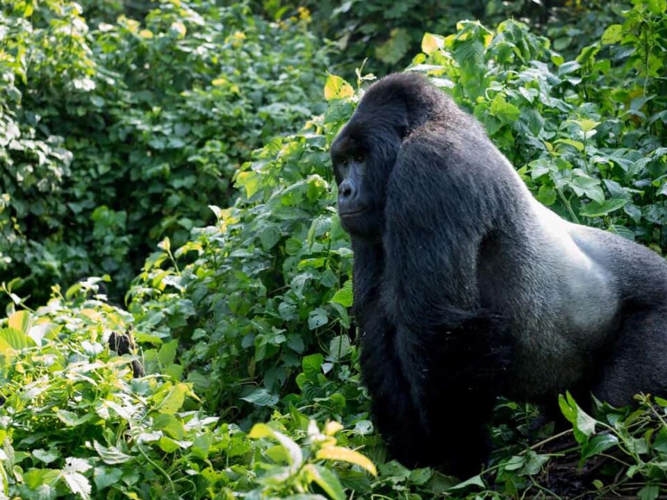 How to See Gorillas in Congo?