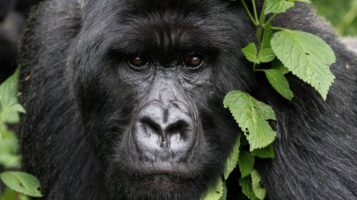 Minimum and Maximum Age limit for Gorilla Trekking