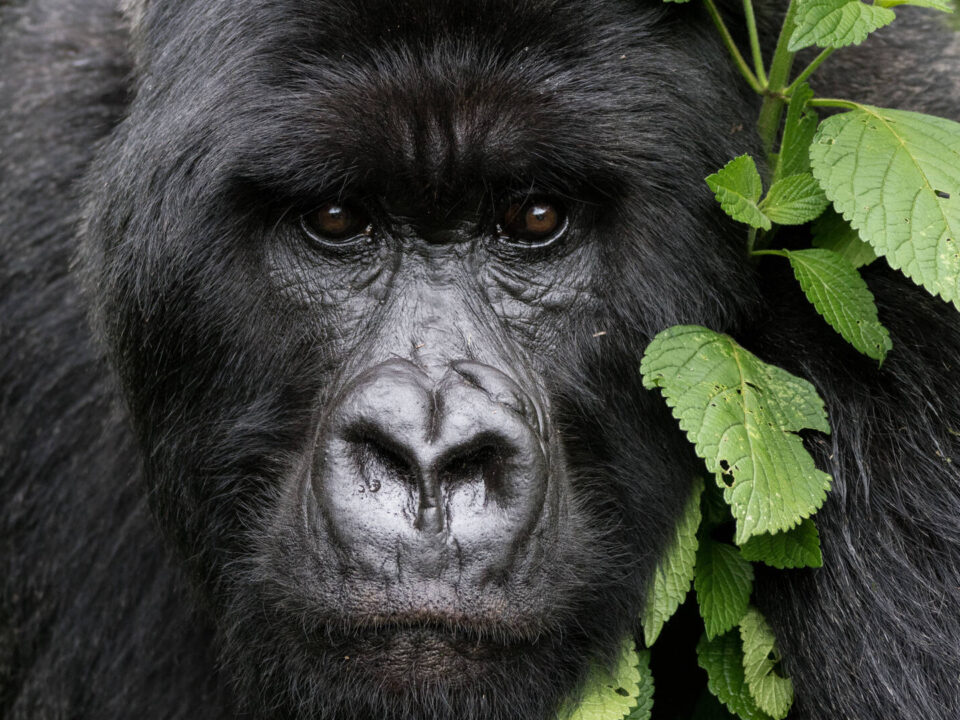 Minimum and Maximum Age limit for Gorilla Trekking