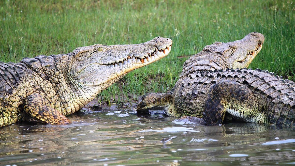 Safari Trip to Kenya to see Crocodiles