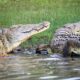 Safari Trip to Kenya to see Crocodiles