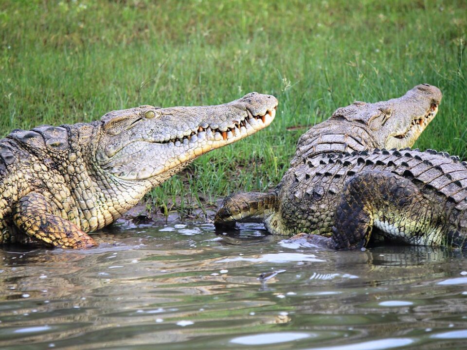 Safari Trip to Kenya to see Crocodiles