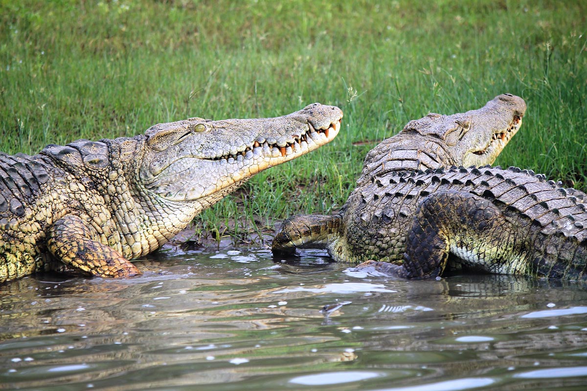 Safari Trip to Kenya to see Crocodiles