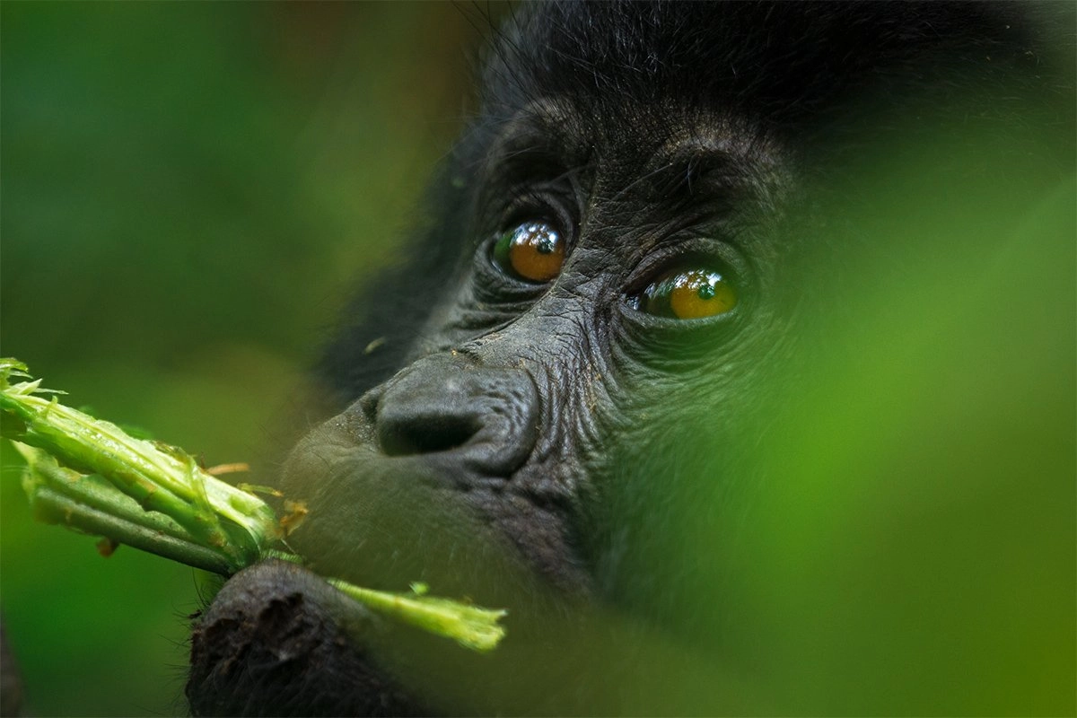 Uganda vs Rwanda which is best for your next trip - Gorilla Trekking in November - Rwanda Safari to Volcanoes and Nyungwe National Parks
