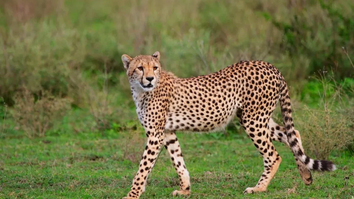 Where to see Cheetahs in Tanzania