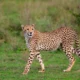 Where to see Cheetahs in Tanzania