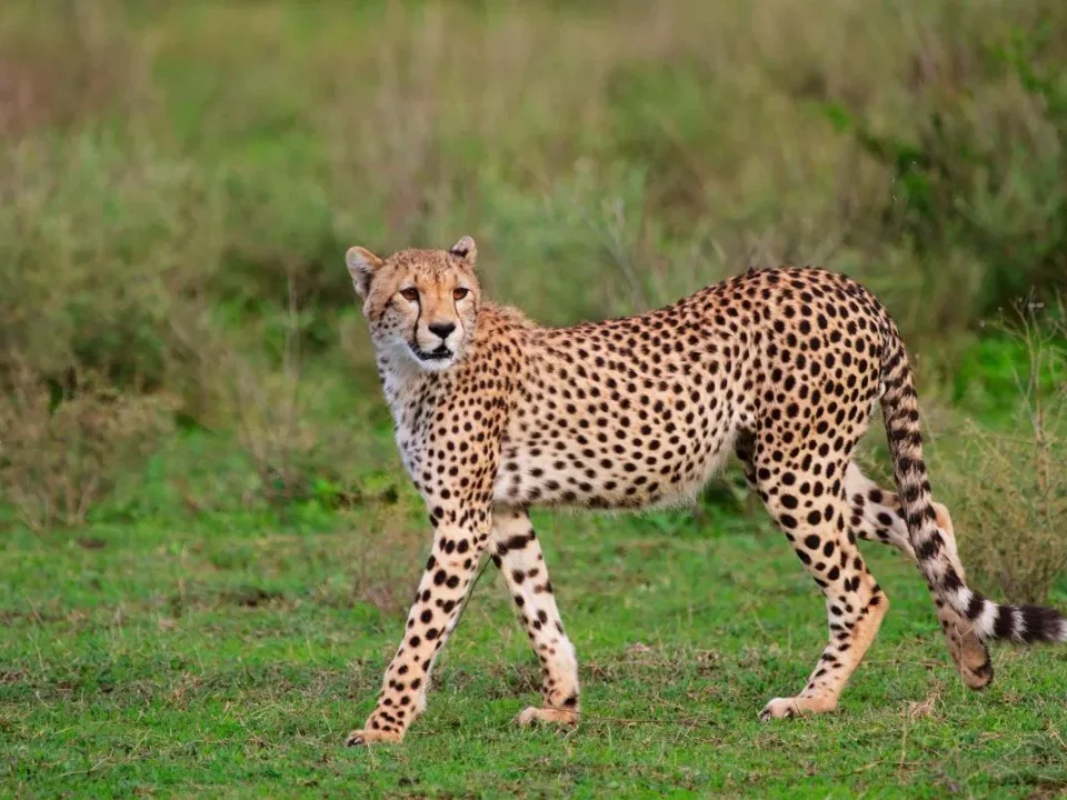 Where to see Cheetahs in Tanzania