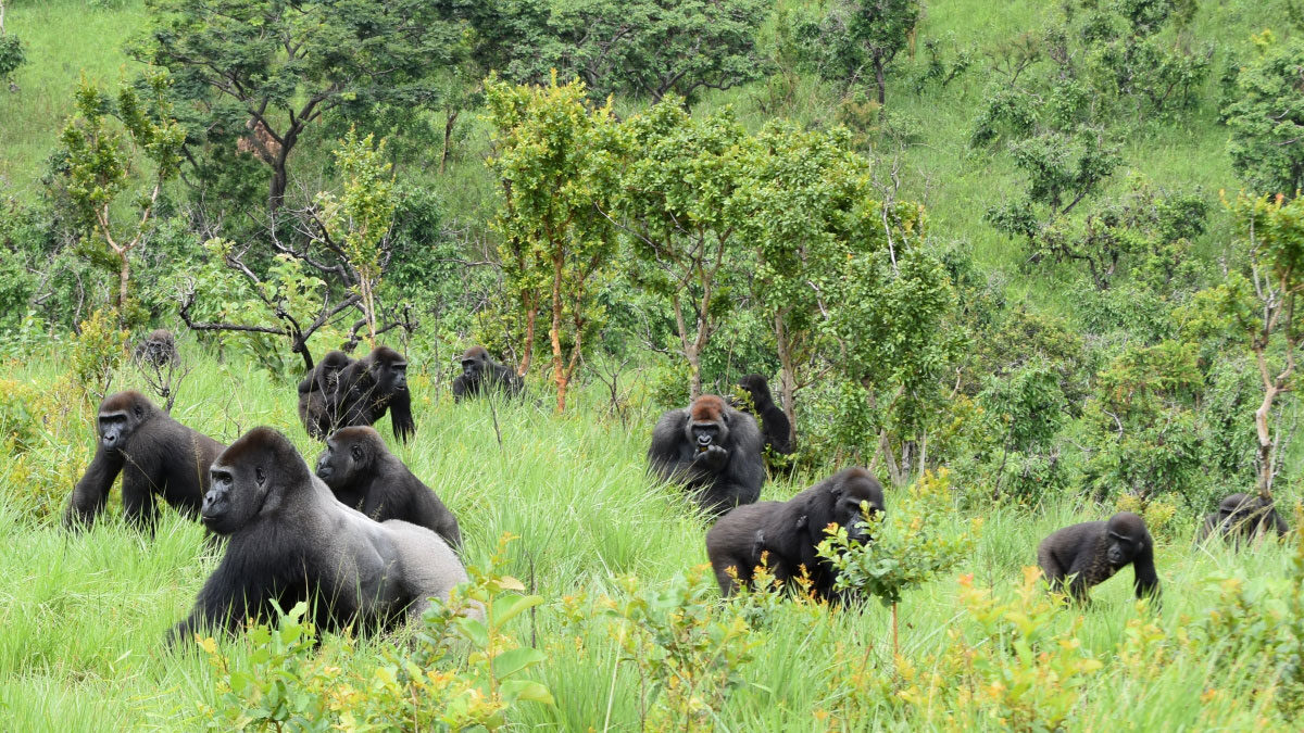 Which Land Border is Safe and Easy to use to cross to Congo