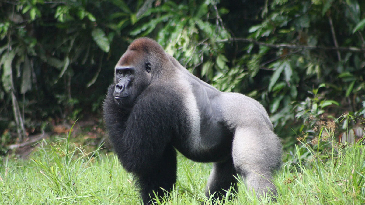 3-Day Gorilla Trek in Congo from Bujumbura - Best Time of Year to See Gorillas in Congo -