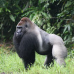 3-Day Gorilla Trek in Congo from Bujumbura - Best Time of Year to See Gorillas in Congo -