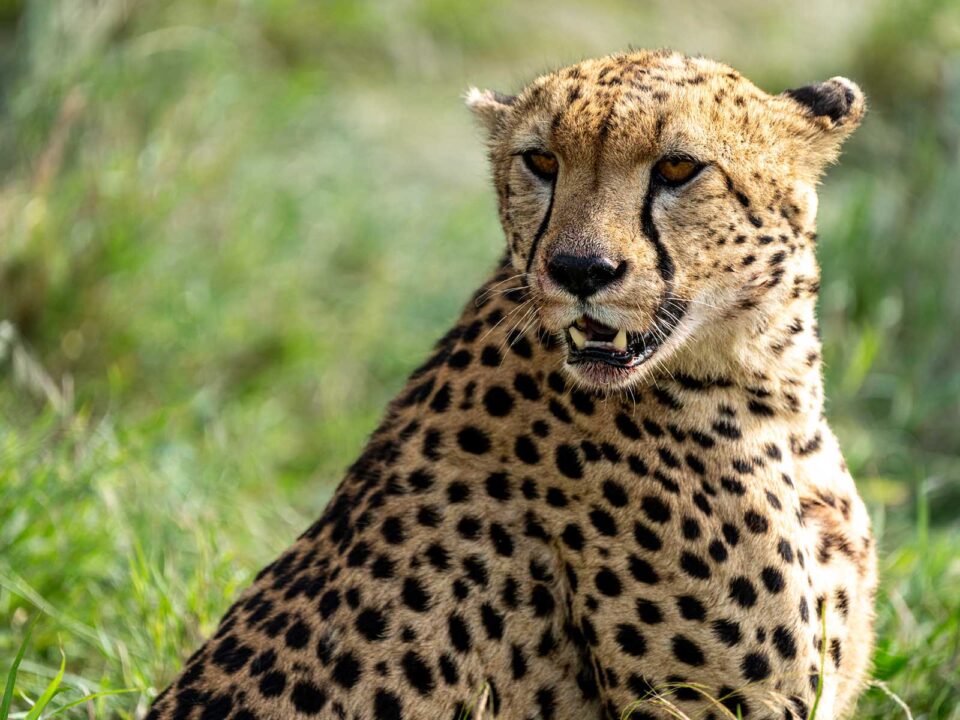 cheetahs in serengeti national park - Flights from Arusha to Serengeti National Park
