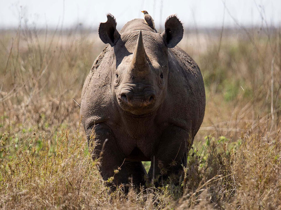 Black Rhinos Return to Serengeti National Park