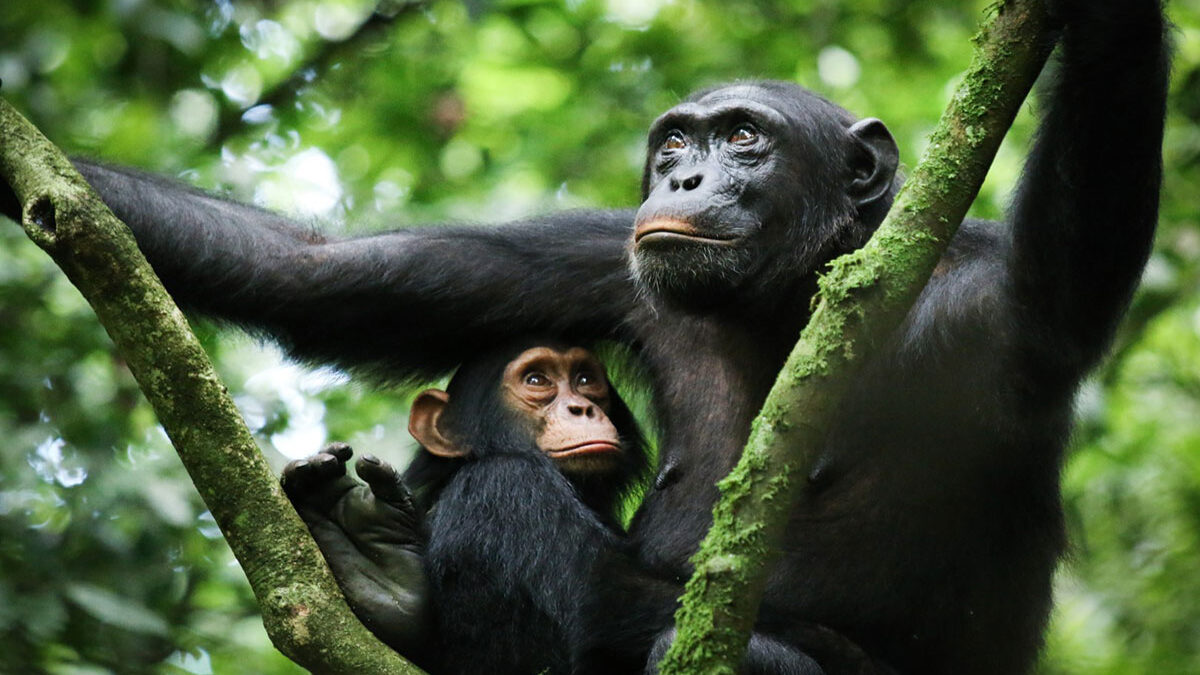 Chimpanzee Habituation Experience in Nyungwe Forest - Chimpanzee Trekking in Kibale vs. Nyungwe Forest - Is Chimpanzee Trekking in Nyungwe Forest Worth the Money?