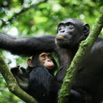 Chimpanzee Habituation Experience in Nyungwe Forest - Chimpanzee Trekking in Kibale vs. Nyungwe Forest - Is Chimpanzee Trekking in Nyungwe Forest Worth the Money?
