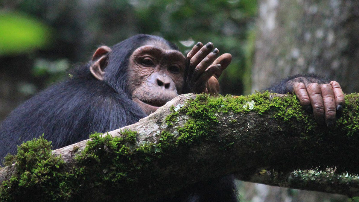 Chimpanzee Trekking in Gishwati-Mukura National Park - Booking Chimpanzee Permits for Gishwati-Mukura National Park