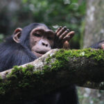 Chimpanzee Trekking in Gishwati-Mukura National Park - Booking Chimpanzee Permits for Gishwati-Mukura National Park