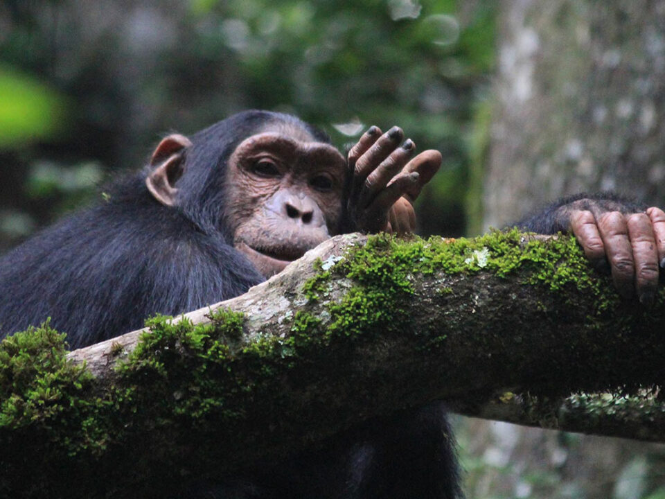 Chimpanzee Trekking in Gishwati-Mukura National Park - Booking Chimpanzee Permits for Gishwati-Mukura National Park
