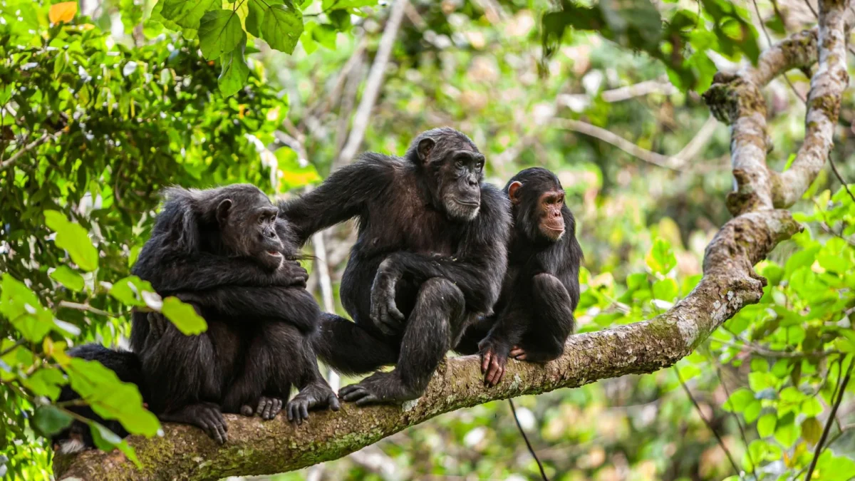 Best Time to Go Chimpanzee Trekking in Mahale National Park - Mahale Mountains National Park - 8 Day Chimpanzee Safari in Tanzania