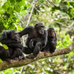Best Time to Go Chimpanzee Trekking in Mahale National Park - Mahale Mountains National Park - 8 Day Chimpanzee Safari in Tanzania