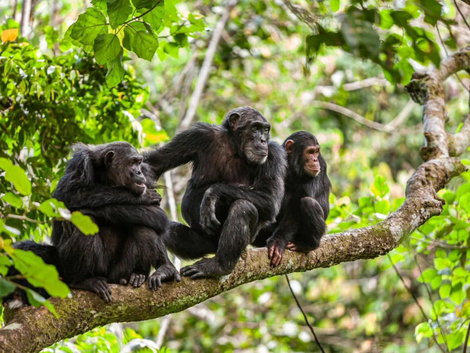 Best Time to Go Chimpanzee Trekking in Mahale National Park