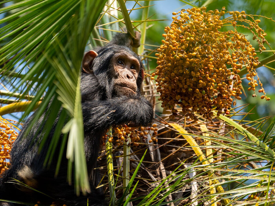 Chimpanzee Trekking in Cyamudongo Forest, Nyungwe National Park