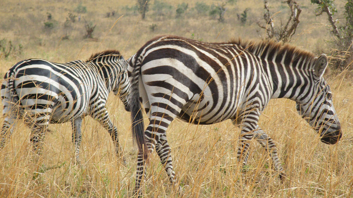Dedan Kimathi Wildlife Conservancy