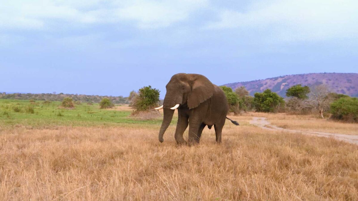 3-Day Wildlife Safari in Akagera National Park - Akagera National Park Entry Fees Safari Prices & Costs